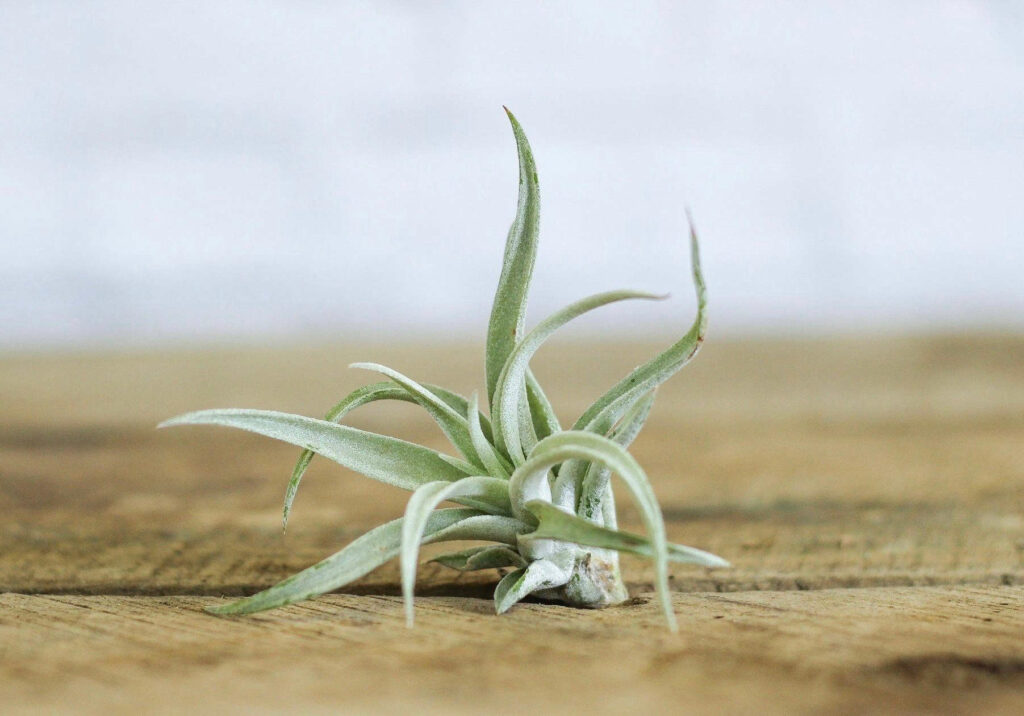 10 Interior Design Ideas to Create a Coastal Oasis in Your Shore Home, air plants.