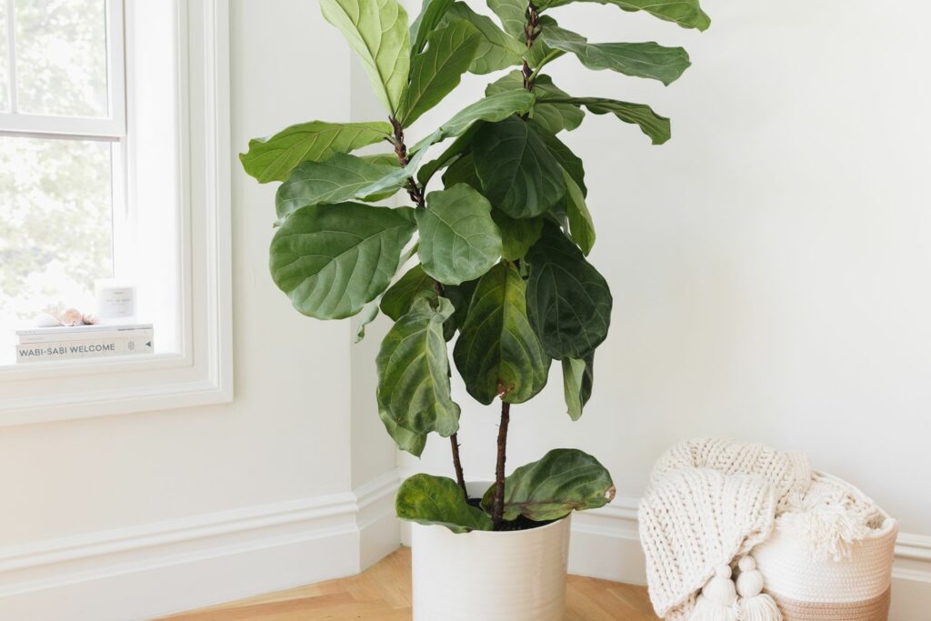 10 Interior Design Ideas to Create a Coastal Oasis in Your Shore Home, fiddle leaf fig.