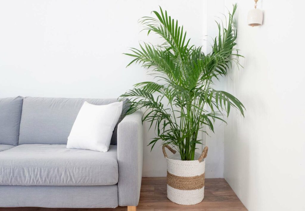 10 Interior Design Ideas to Create a Coastal Oasis in Your Shore Home, palm plants.